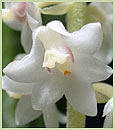 Eria hyacinthoides ‘Snow Flakes’ ( x )