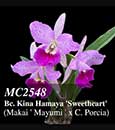 Bc. Kina Hamaya 'Sweetheart'  (Maikai ' Mayumi ' x C. Porcia)