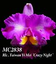 Copy of Rlc. Taiwan Yi Mei 'Crazy Night' (Sweet Anniversary x Color Guard)