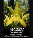 Cym. Golden Elf 'Sundust Variegata'  (Cym. ensifolium x Enid Haupt)