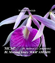 Bl. Morning Glory 'H&R' AM/AOS (B. nodosa x L. purpurata)