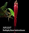 Bulbophyllum habrotinum  ('Boreno Queen' x 'Red Ribbon')