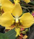 Phal. stuartiana var. nobilis  (stuartiana ' Yellow ' x stuartiana ' Canary')