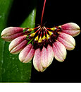 Bulbophyllum habrotinum  (" Boreno Queen' x " Red Ribbon ')