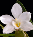 Copy of Amesiella  philippinensis  (philippinensis ' Montclair' x philippinensis ' Monte Vista' FCC/AOS)