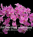 Phal. schilleriana ('Cherry Blossom' x 'Prince')