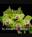 (Lc. Green Veil 'Dressy' x Brassavola nodosa 4N)