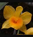 Dendrobium guibertii 