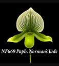 Paph. Norman's Jade  (Alma Gevaert  'Hager' x Ontario Jade 'Ontario Lime' B/CSA)