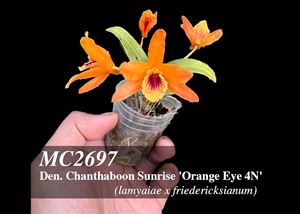 Den. Chanthaboon Sunrise &#39;Orange Eye 4N&#39;  (lamyaiae x friedericksianum)