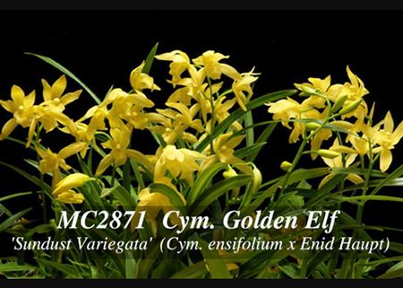 Cym. Golden Elf &#39;Sundust Variegata&#39;  (Cym. ensifolium x Enid Haupt)
