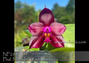 Phal. Norman&#39;s Red Pearl (Yaphon Red Pearl x Mituo Love &#39;Prince&#39;)
